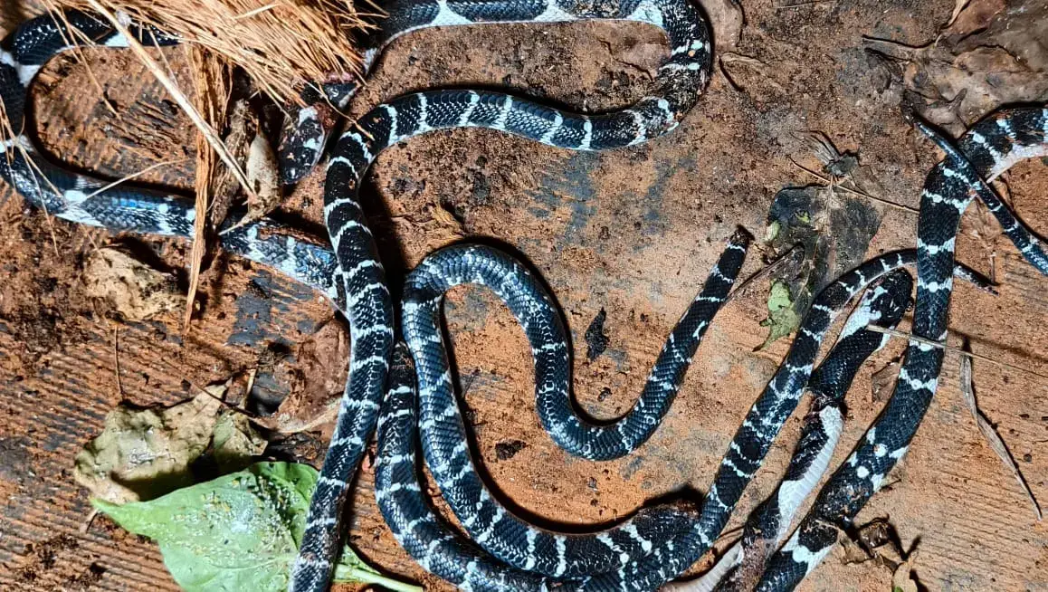ചൂട് വില്ലനാകുന്നു, തലയണയ്ക്കടിയിൽ പാമ്പ്, തിരഞ്ഞപ്പോൾ വീട്ടിൽ നിന്നും കിട്ടിയത് അഞ്ച് പാമ്പുകളെ, സംഭവം കോഴിക്കോട്