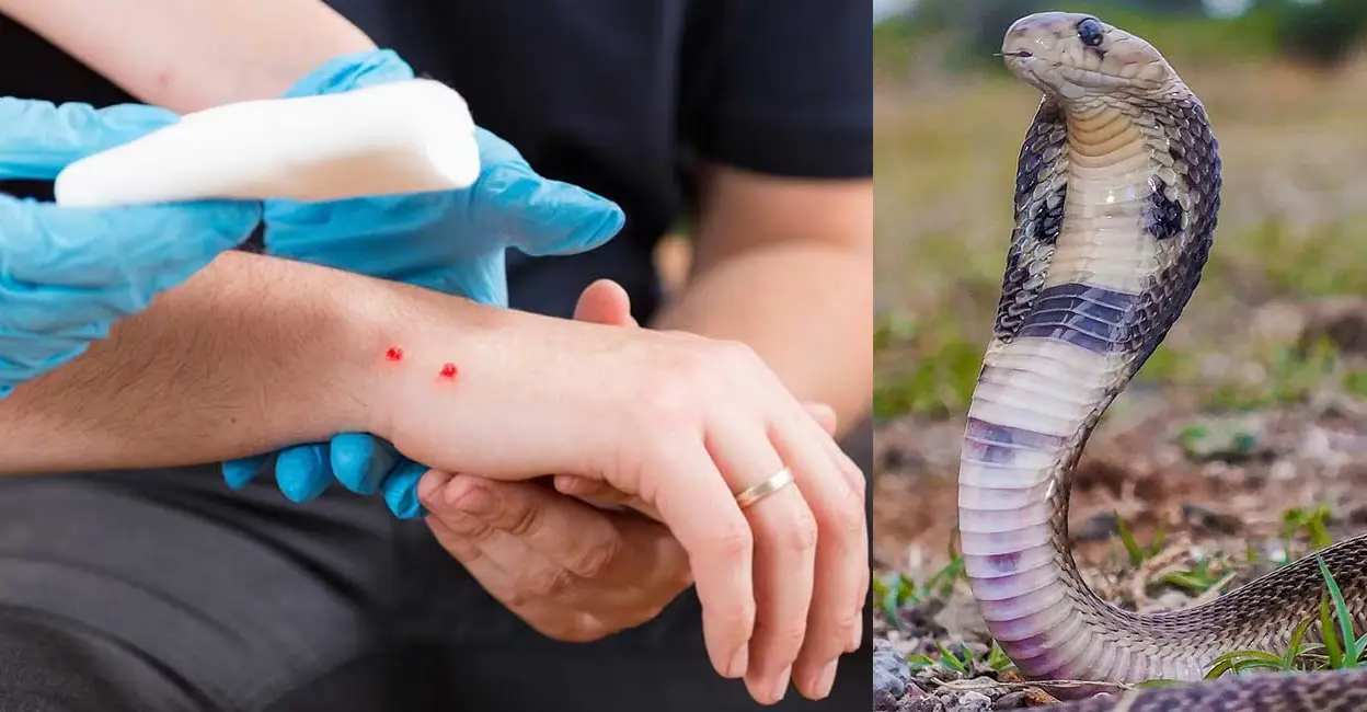  സംസ്ഥാനത്ത് പാമ്പുകടി വർധിക്കുന്നു, ഇന്നലെ ആശുപത്രി യിലെത്തിച്ചത് 32 പേരെ, വേനൽചൂടിൽ അപകടസാധ്യത ഉയരുന്നു