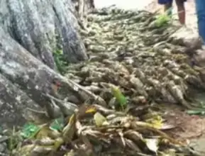 ആലിപ്പഴമഴയിൽ 460 ഓളം തത്തകൾ ചത്തു; കാലാവസ്ഥാ വ്യതിയാനത്തിൽ വൻ ആശങ്ക