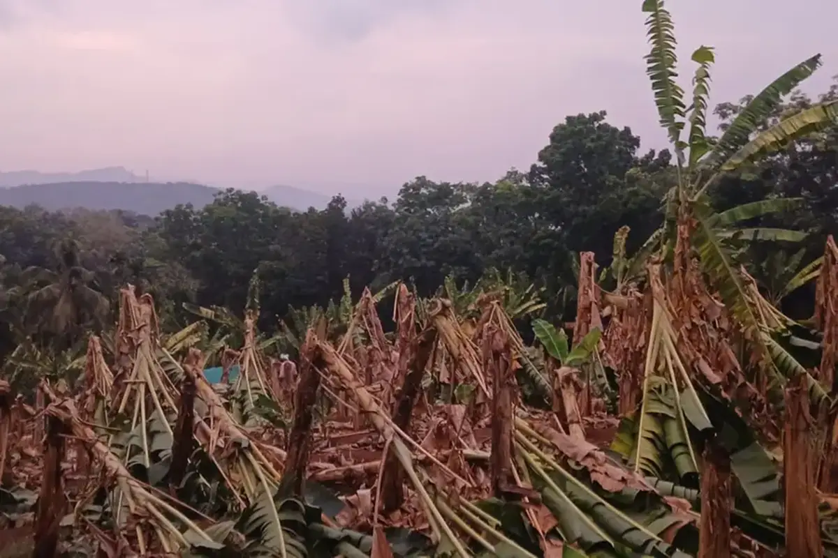 ശക്തമായ കാറ്റിലും മഴയിലും ഏത്തവാഴകൾ നിലം പതിച്ചു, ലക്ഷങ്ങളുടെ നാശനഷ്ട്ടം, സംസ്ഥാനത്ത് ഇന്നും ശക്തമായ മഴ തുടരും