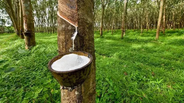 റബർ വിപണിയിൽ ചരിത്ര കുതിപ്പ്, കർഷകർക്ക് വൻ ലാഭം