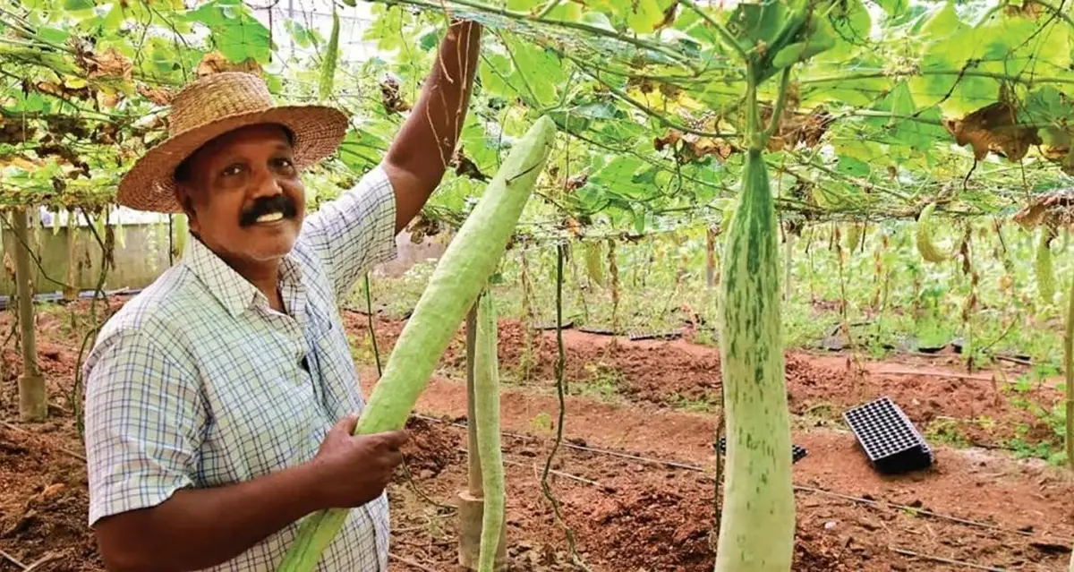 ഹൈടെക് കൃഷി : മൊബൈൽ ഫോണിലൂടെ നിയന്ത്രിക്കുന്ന സ്മാർട്ട് പോളിഹൗസ് കൃഷി ശ്രദ്ധേയമാകുന്നു
