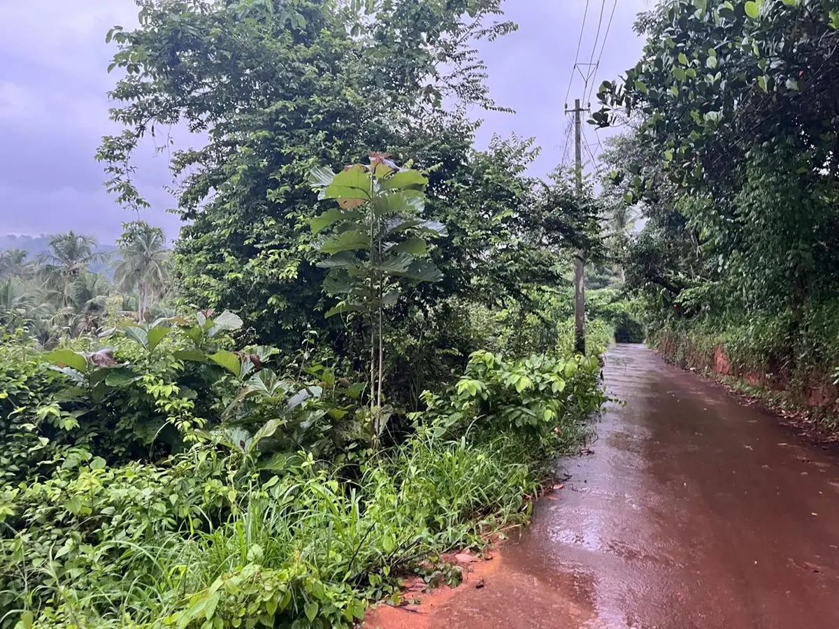 ചക്രവാത ചുഴിയും കാലവർഷ കാറ്റും സജീവമാകുന്നു; ഉച്ചയ്ക്ക് ശേഷം മഴ കനക്കും, നാളെയോടെ കേരളത്തിൽ വ്യാപക മഴ