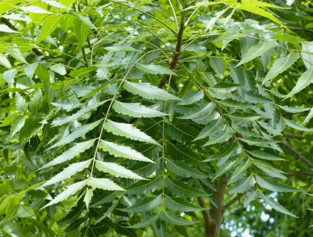 ഇന്ത്യയുടെ ഒലിവ് മരമായി ആര്യവേപ്പിൻ്റെ സാമൂഹ്യ വനവൽക്കരണ പദ്ധതി ഉദ്ഘാടനം ചെയ്യും