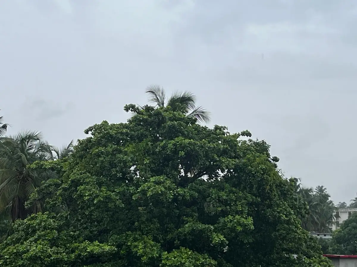 കാലവർഷം വൈകി എത്തിയത് എൽനിനോ കാരണമോ? ആൻഡമാനിൽ നിന്ന് കേരളത്തിലെത്താൻ 19 ദിവസം