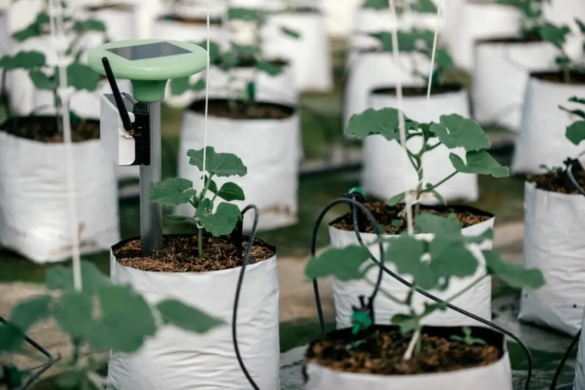 ഗ്രോ ബാഗ് കൃഷി; മട്ടുപ്പാവിലും ബാല്കണികളിലും പച്ചക്കറികൾ സ്വയം ഉത്പാദിപ്പിക്കാം