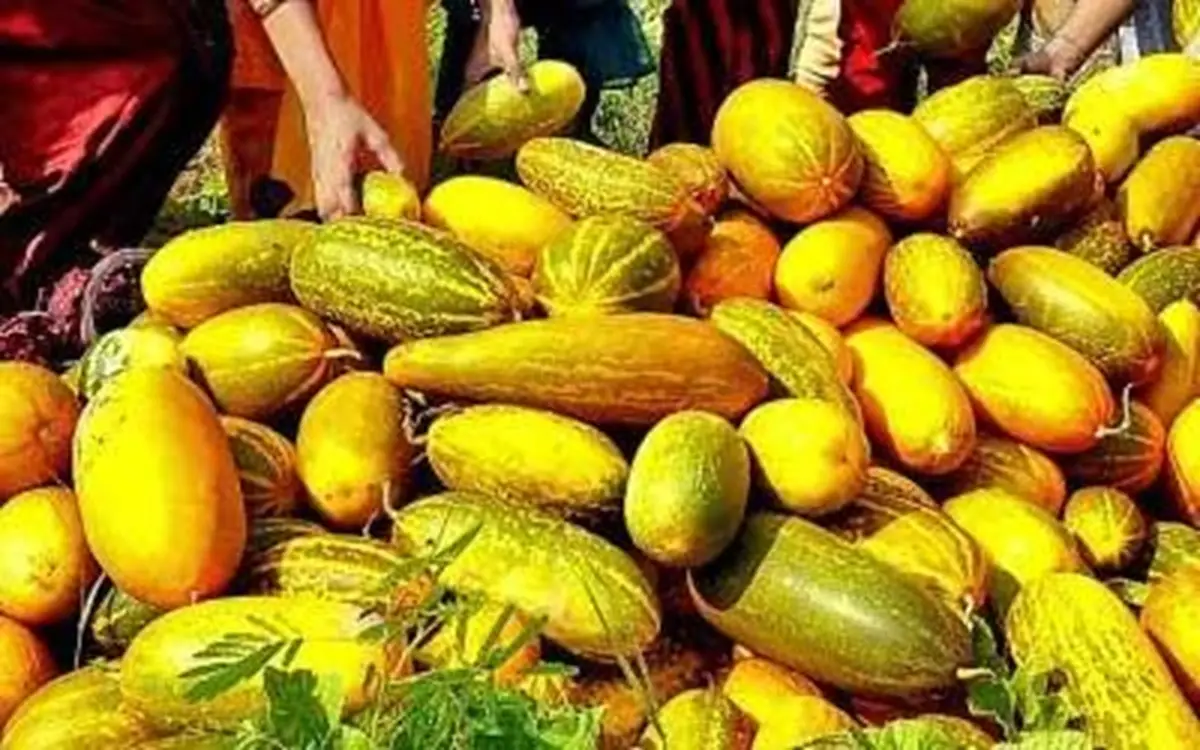 കിലോയ്ക്ക് രണ്ട് രൂപ മാത്രം; വെള്ളരി പാടത്ത് ഉപേക്ഷിച്ച് കർഷകർ