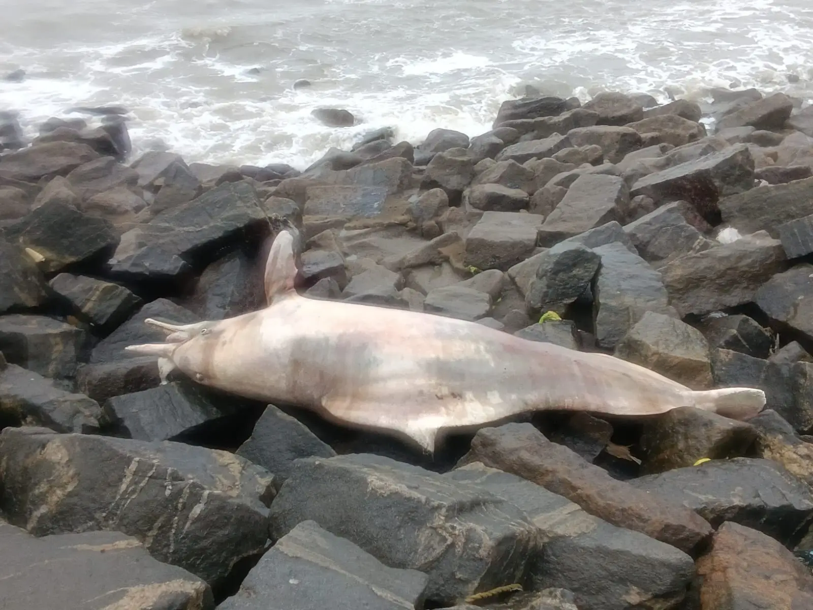 Kozhikode Stranding: Two Indo-Pacific Humpback Dolphins Wash Ashore; Autopsy Reveals Fatal Ghost Net Ingestion