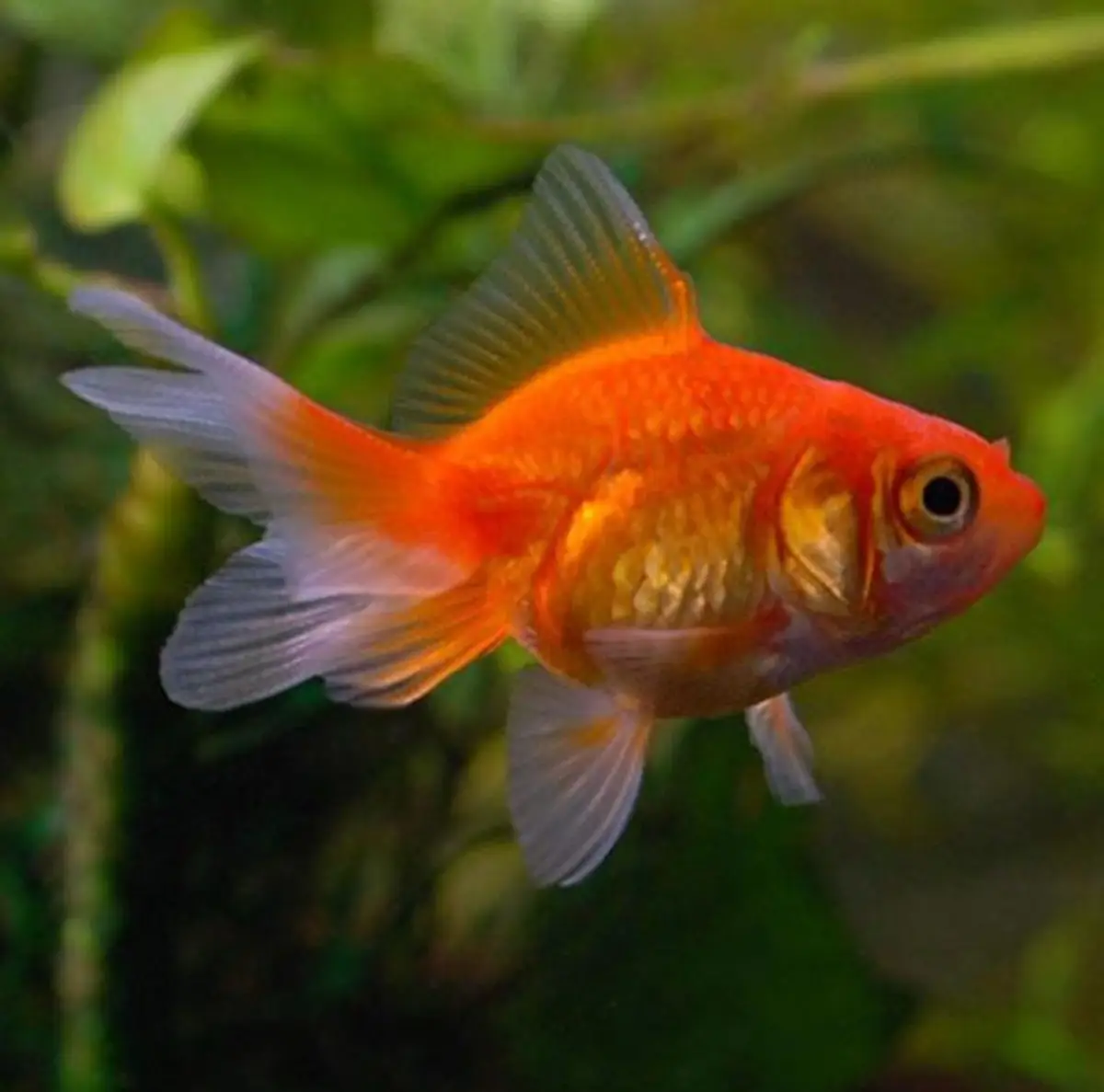 Can a Single Goldfish Change the Fate of an Entire Waterbody?