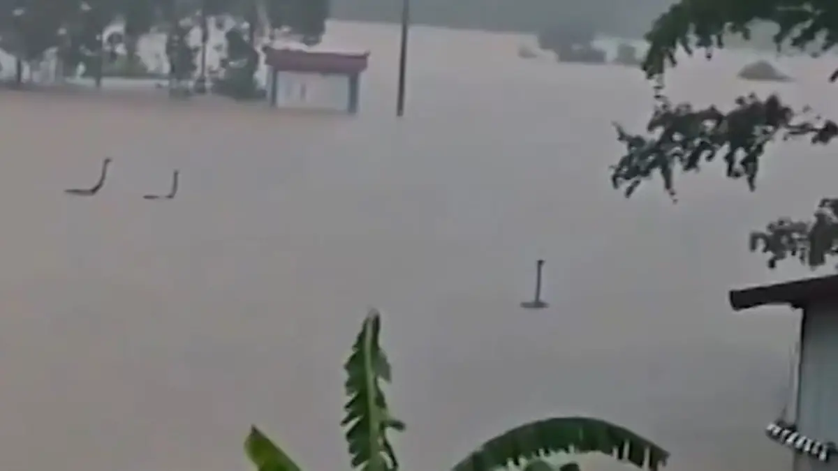 ചൈനയിൽ പ്രളയത്തിൽ പാമ്പ് ഫാം തകർന്നു; ഒഴുകിയെത്തിയത് നൂറുകണക്കിന് രാജവെമ്പാലകളും മൂർഖൻ പാമ്പുകളും, വൈറലായി വീഡിയോ