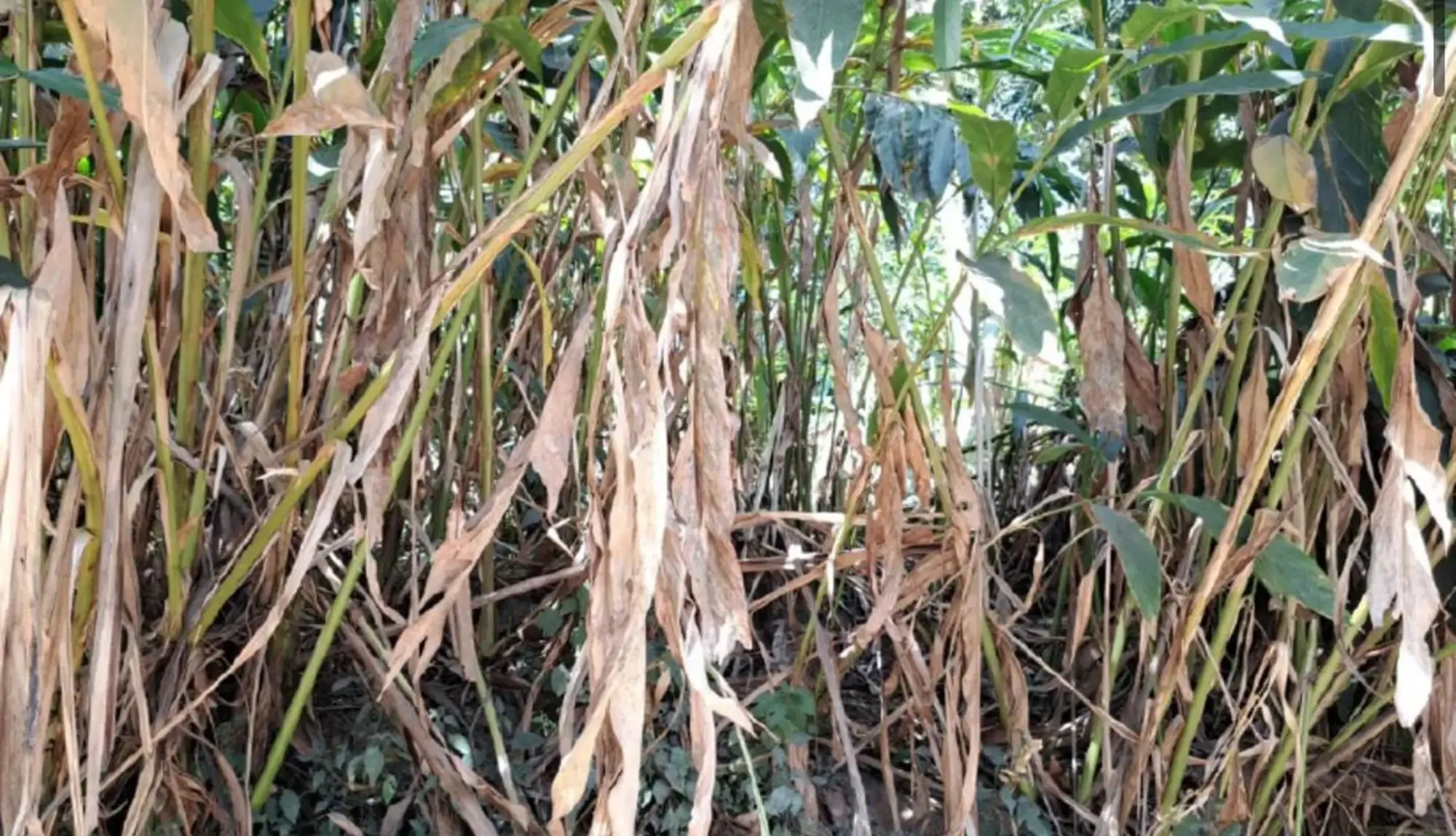 കാലാവസ്ഥ വ്യതിയാനം; ഇടുക്കിയിൽ 6 മാസത്തിനിടെ 3.23 കോടിയുടെ കൃഷിനാശം