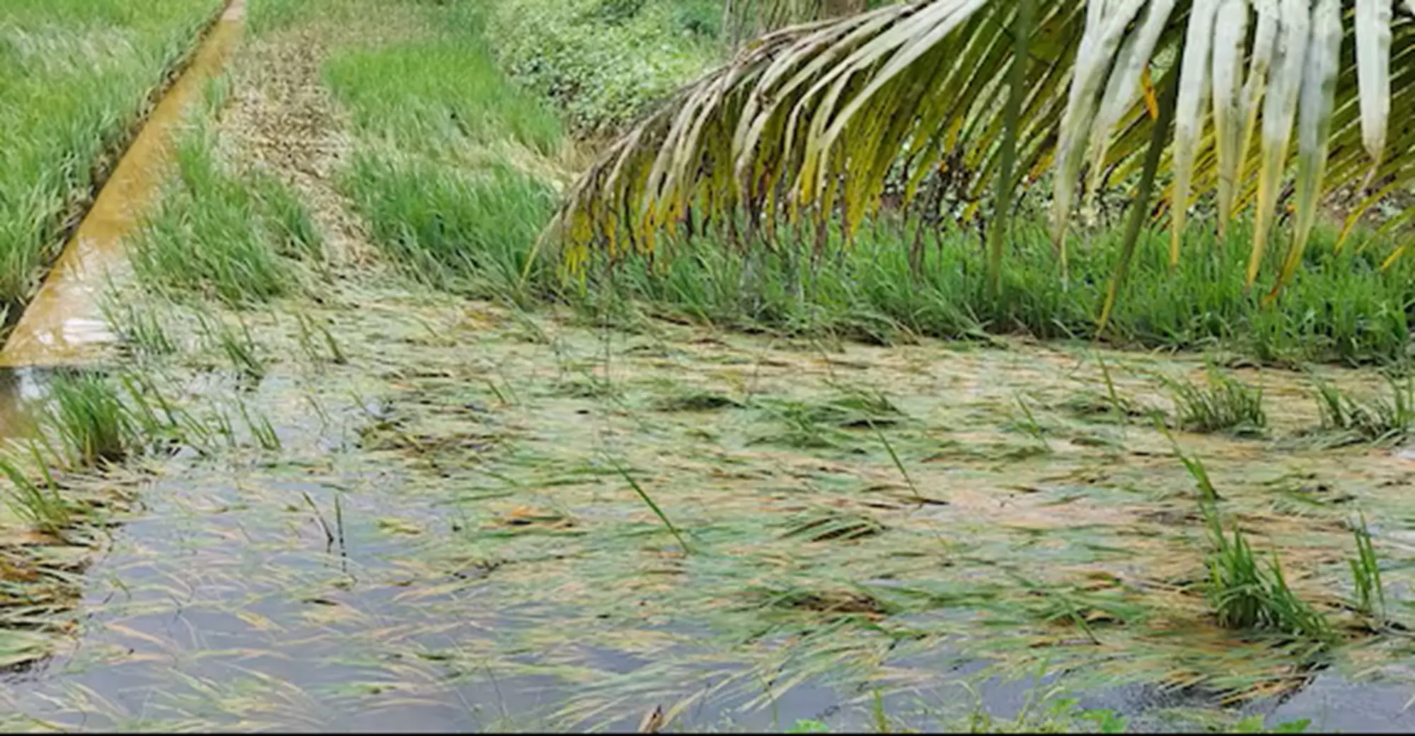 അതിതീവ്ര മഴയും പ്രളയക്കെടുതിയും; 67.44 കോടി രൂപയുടെ കൃഷി നശിച്ചു, കർഷകർക്ക് തിരിച്ചടി