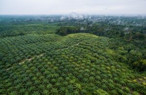 Indonesia  200,000 hectares of palm plantations to be made forests